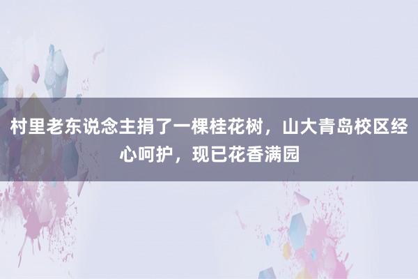 村里老东说念主捐了一棵桂花树，山大青岛校区经心呵护，现已花香满园