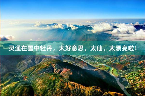 灵通在雪中牡丹，太好意思，太仙，太漂亮啦！